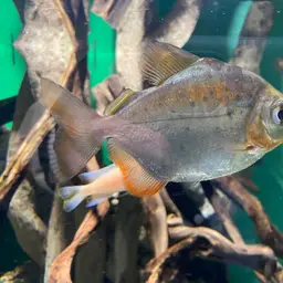 Spotted Metynnis, photo 1