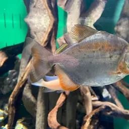 Spotted Metynnis, photo 2