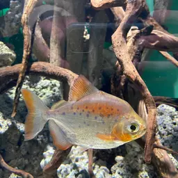 Spotted Metynnis, photo 3