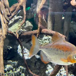 Spotted Metynnis, photo 4