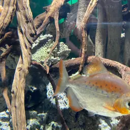 Spotted Metynnis, photo 5