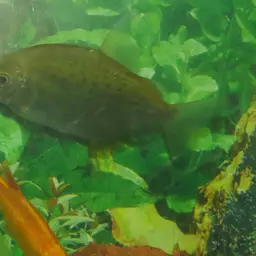 Spotted Metynnis, photo 9