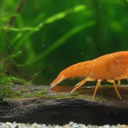 Mexican Dwarf Crayfish, photo 7