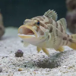 Mexican Jawfish