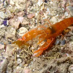 Bullseye Pistol Shrimp, photo 1