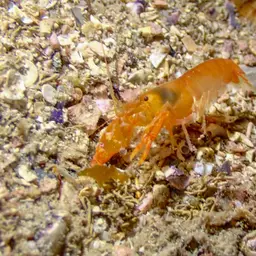 Bullseye Pistol Shrimp, photo 2