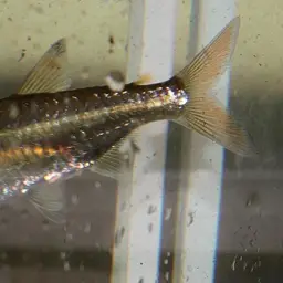 Elongated Robber, photo 2