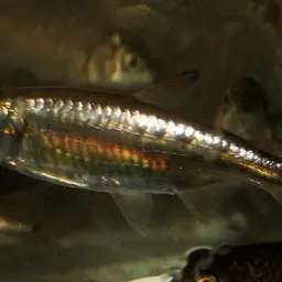Elongated Robber, photo 3