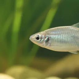 Pearl Robber, photo 1