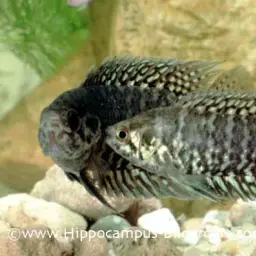 Banded Climbing Perch, photo 2