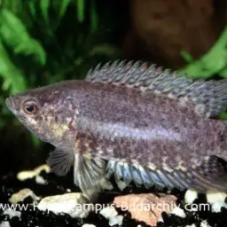 Banded Climbing Perch, photo 3