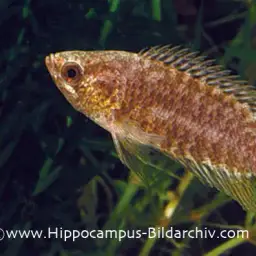 Banded Climbing Perch, photo 4