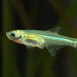 Burmese Golden Rasbora, photo 2