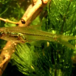 Burmese Golden Rasbora, photo 3