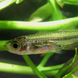 Burmese Golden Rasbora, photo 4