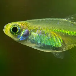 Green Neon Rasbora