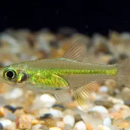 Green Neon Rasbora, photo 2