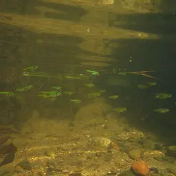 Green Neon Rasbora, photo 3