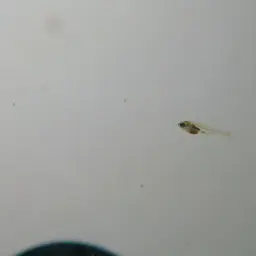 Green Neon Rasbora, photo 5