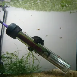 Green Neon Rasbora, photo 6