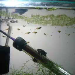 Green Neon Rasbora, photo 7