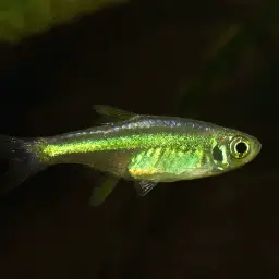 Green Neon Rasbora, photo 8
