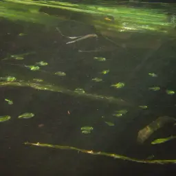Green Neon Rasbora, photo 9