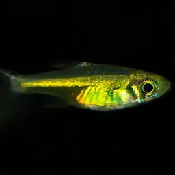 Green Neon Rasbora, photo 10