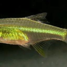Green Neon Rasbora, photo 11