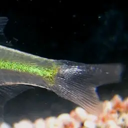 Green Neon Rasbora, photo 12