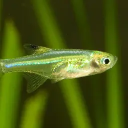 Nana Rasbora, photo 2