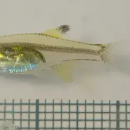 Nana Rasbora, photo 3