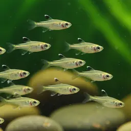 Nana Rasbora, photo 1