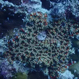 Starry Cup Coral, photo 1