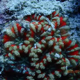 Starry Cup Coral, photo 2