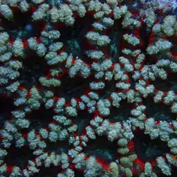 Starry Cup Coral, photo 3