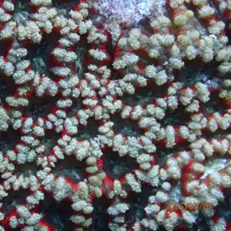 Starry Cup Coral, photo 4