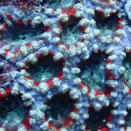 Starry Cup Coral, photo 5