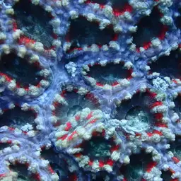 Starry Cup Coral, photo 6