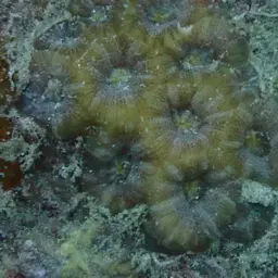 Starry Cup Coral, photo 7
