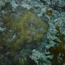 Starry Cup Coral, photo 8