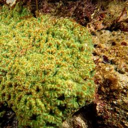 Starry Cup Coral, photo 9