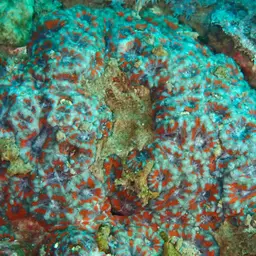 Starry Cup Coral, photo 10