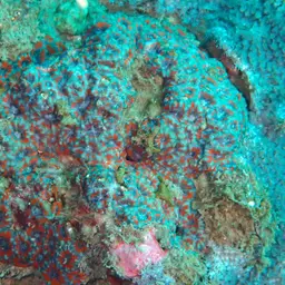 Starry Cup Coral, photo 11