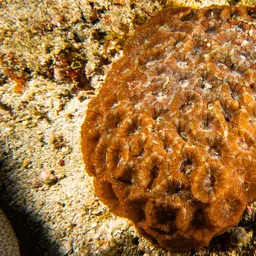 Starry Cup Coral, photo 12