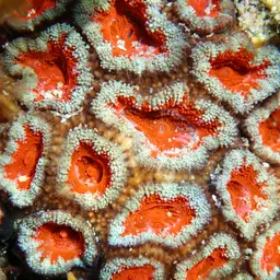 Starry Cup Coral, photo 2