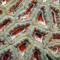 Starry Cup Coral, photo 3