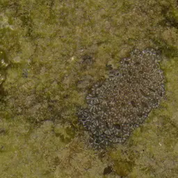 Starry Cup Coral, photo 6