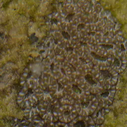 Starry Cup Coral, photo 7