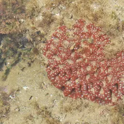 Starry Cup Coral, photo 8